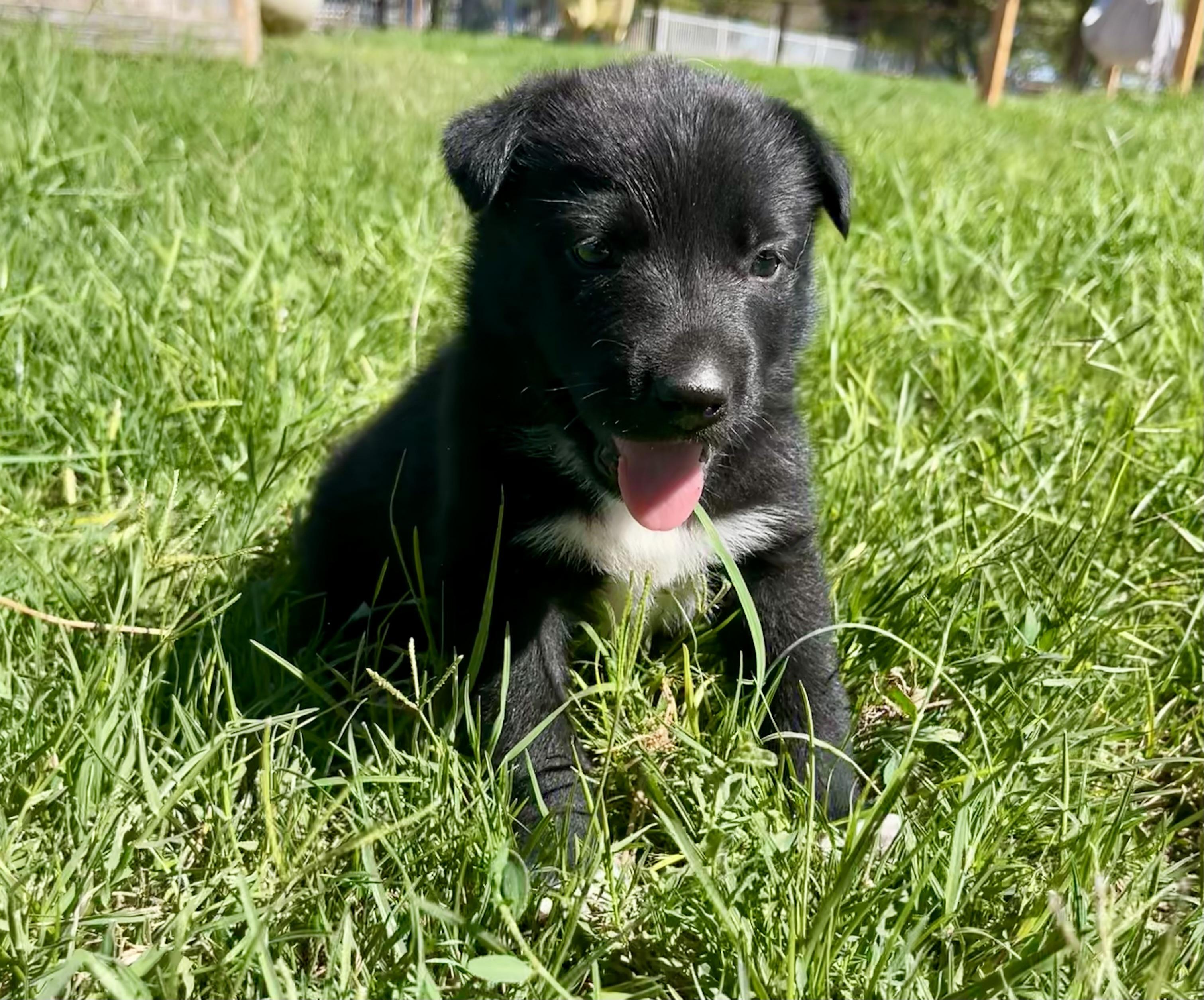 Katniss Everdeen, a Adoptable mixed breed in stockton, CA image 3/5