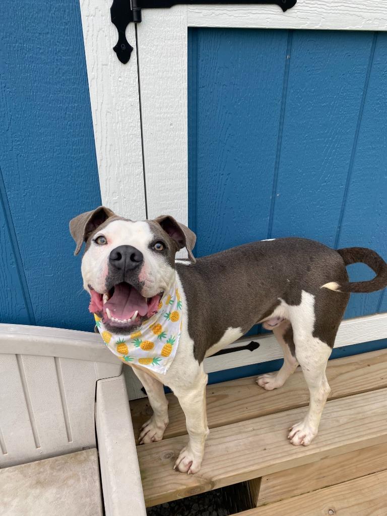 Enlarge Everett Yrly 159, a Adoptable Pit Bull Terrier in Sidney, OH image 1/6