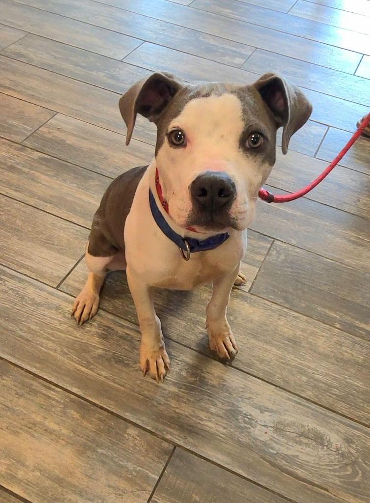 Enlarge Everett Yrly 159, a Adoptable Pit Bull Terrier in Sidney, OH image 4/6