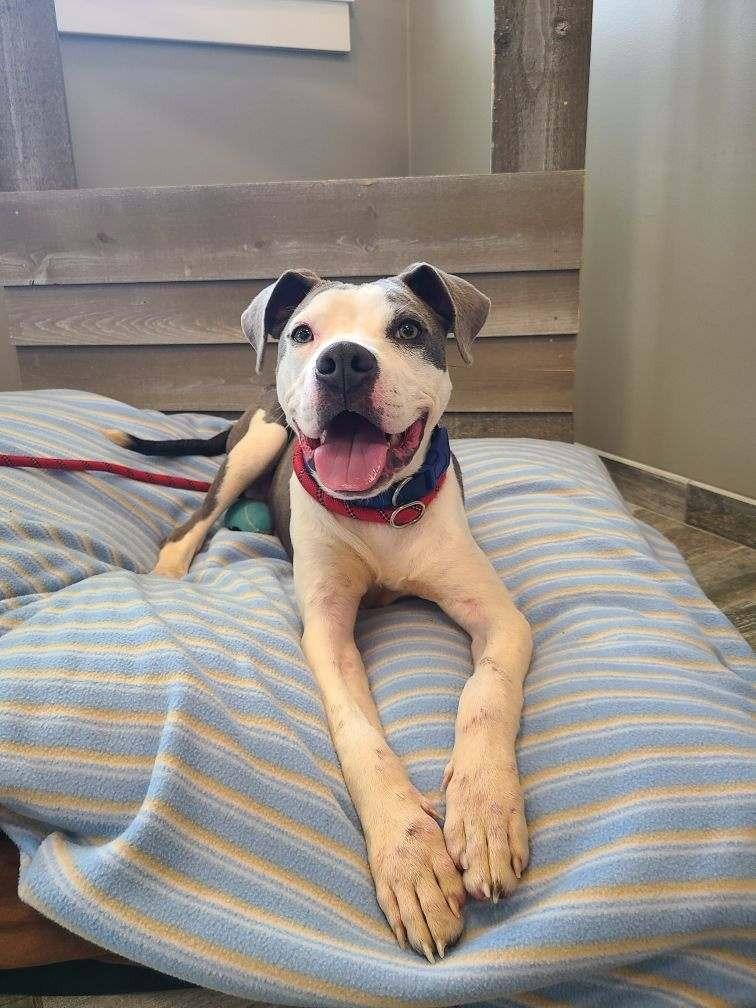 Enlarge Everett Yrly 159, a Adoptable Pit Bull Terrier in Sidney, OH image 2/6