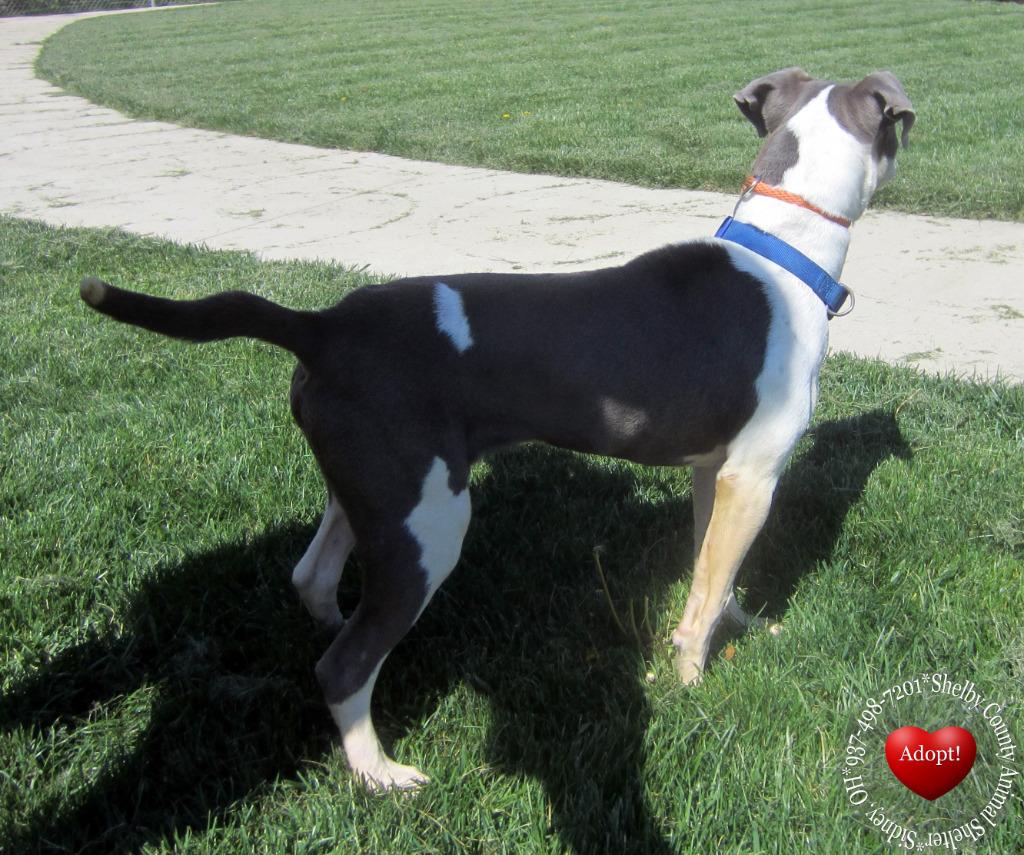 Enlarge Everett Yrly 159, a Adoptable Pit Bull Terrier in Sidney, OH image 5/6