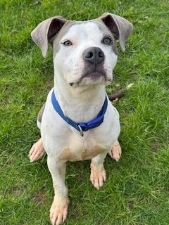 Enlarge Everett Yrly 159, a Adoptable Pit Bull Terrier in Sidney, OH image 6/6
