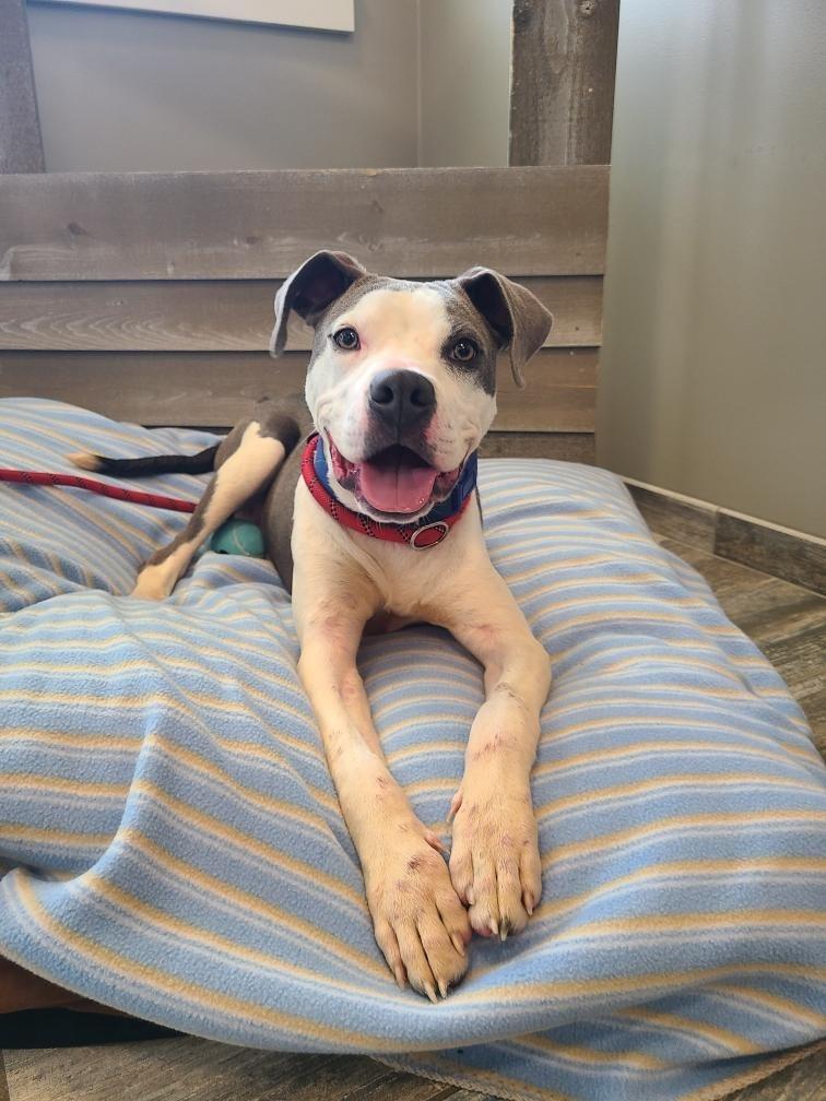 Enlarge Everett Yrly 159, a Adoptable Pit Bull Terrier in Sidney, OH image 6/6