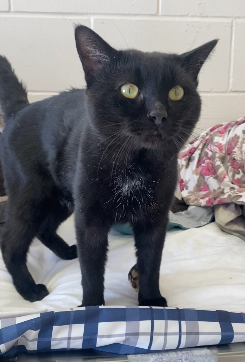 Enlarge Peewee, a Adopted Domestic Short Hair in Cannington, ON image 1/1