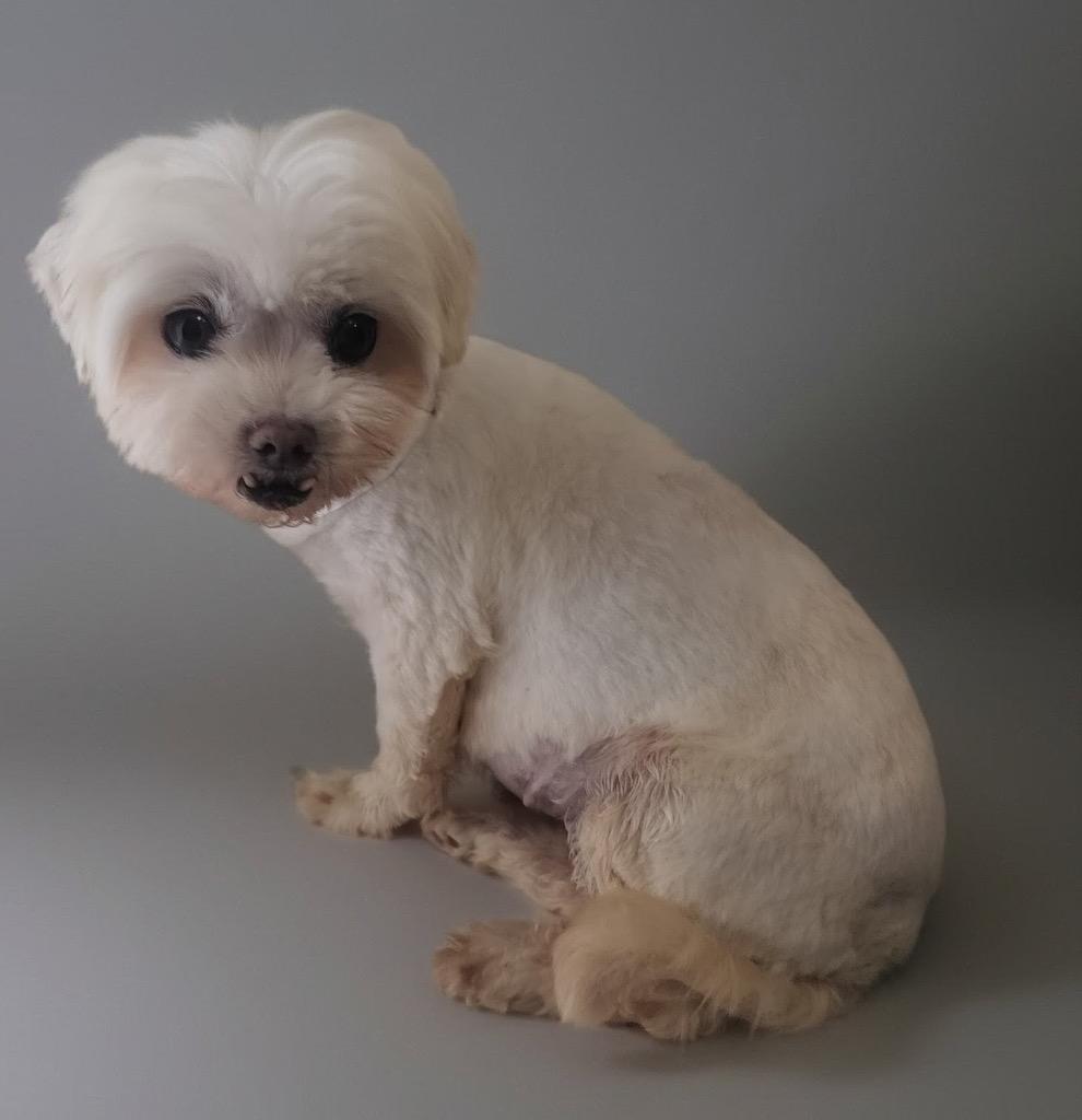 Enlarge Mopsy - 8.5 lb little girl!, a Adoptable Maltese in Fort Myers, FL image 1/2