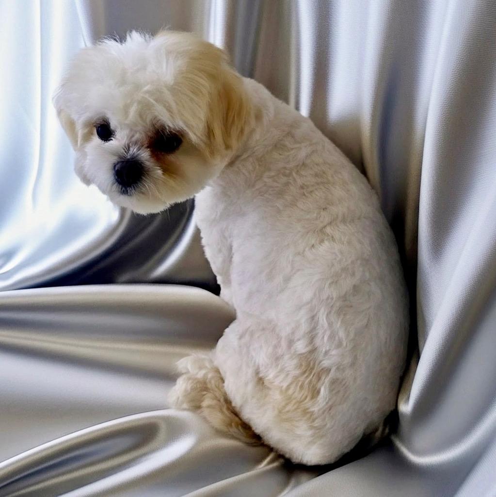 Enlarge Mopsy - 8.5 lb little girl!, a Adoptable Maltese in Fort Myers, FL image 2/2
