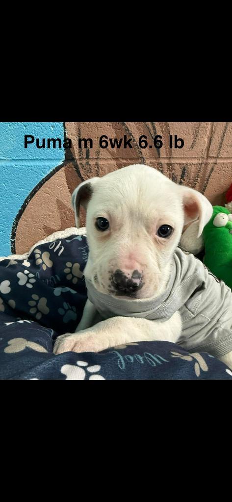 Puma, Adoptable, Puppy Male Pit Bull Terrier.
