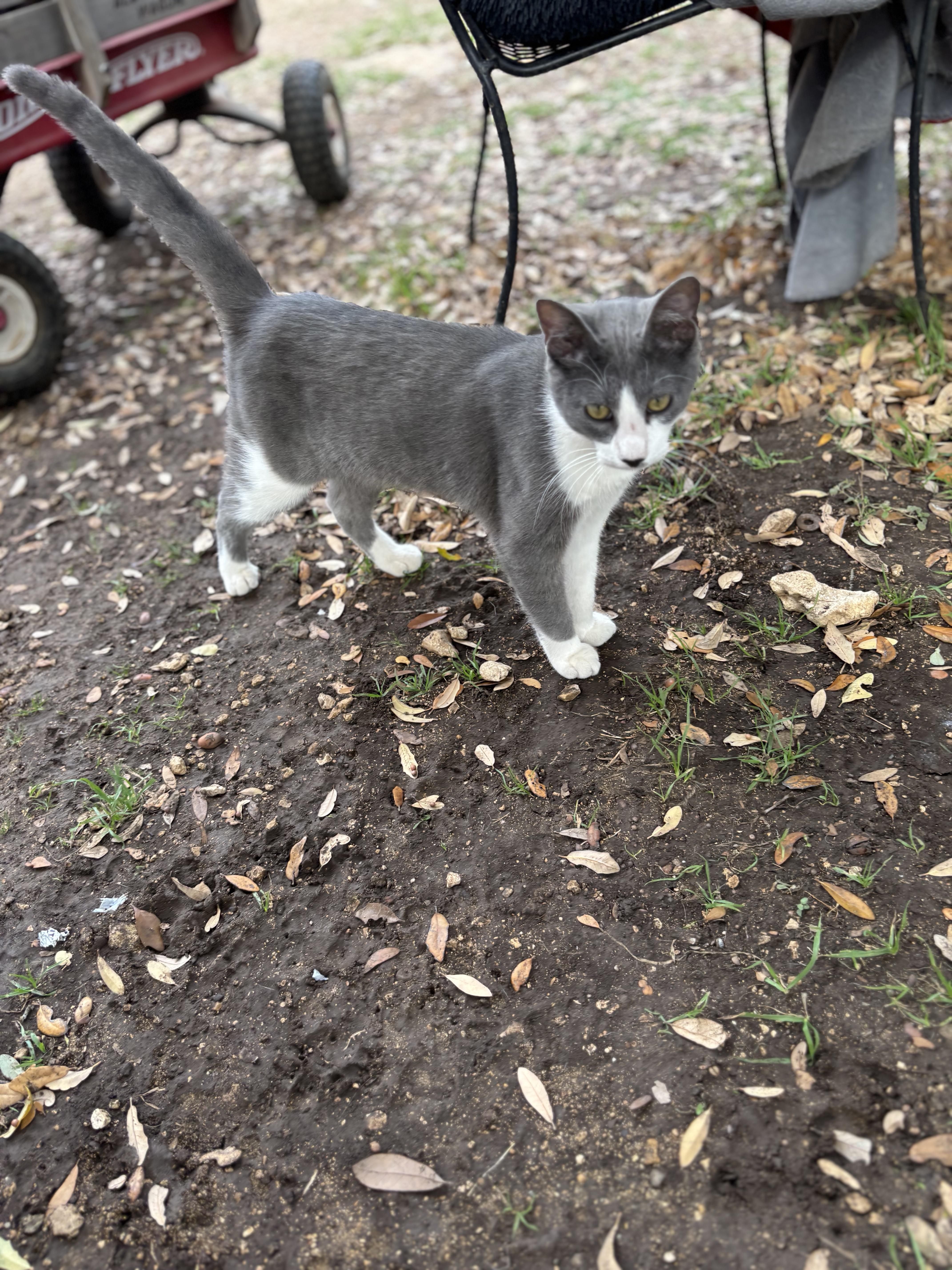 Oliver, ADOPTABLE, Young Male Domestic Short Hair.