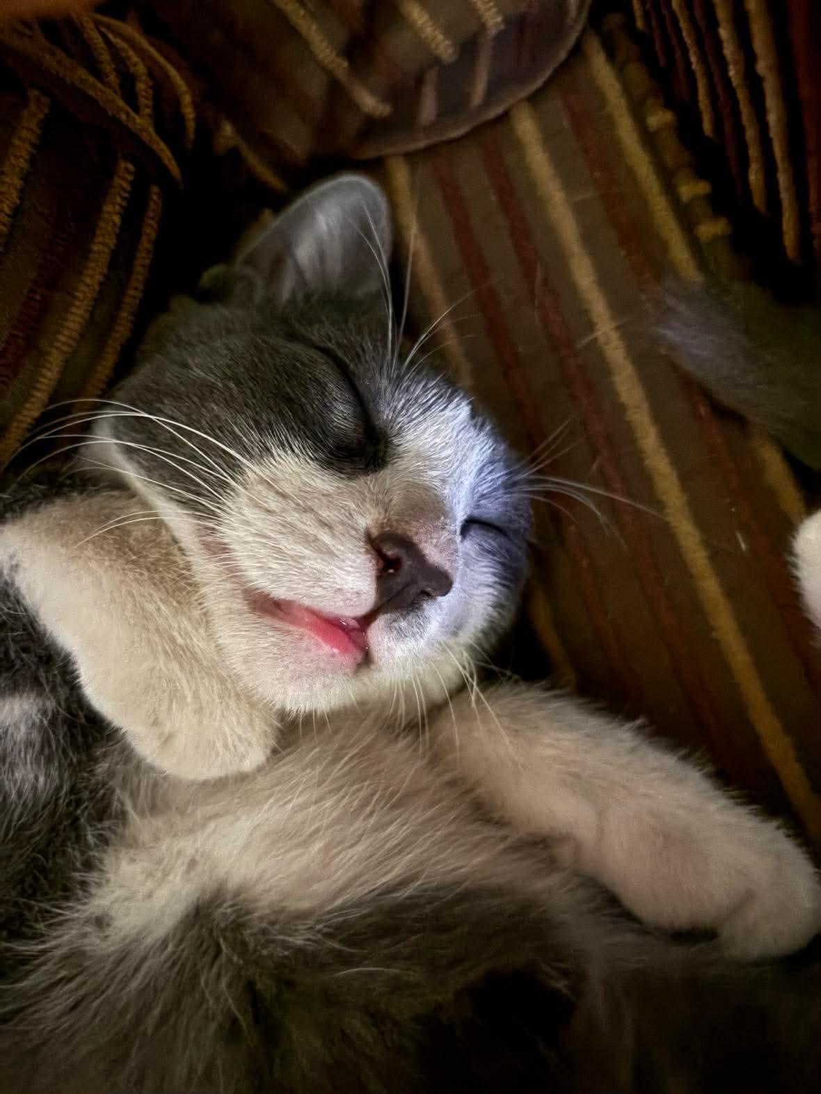 Oliver, a ADOPTABLE Domestic Short Hair in Blanco, TX image 5/6
