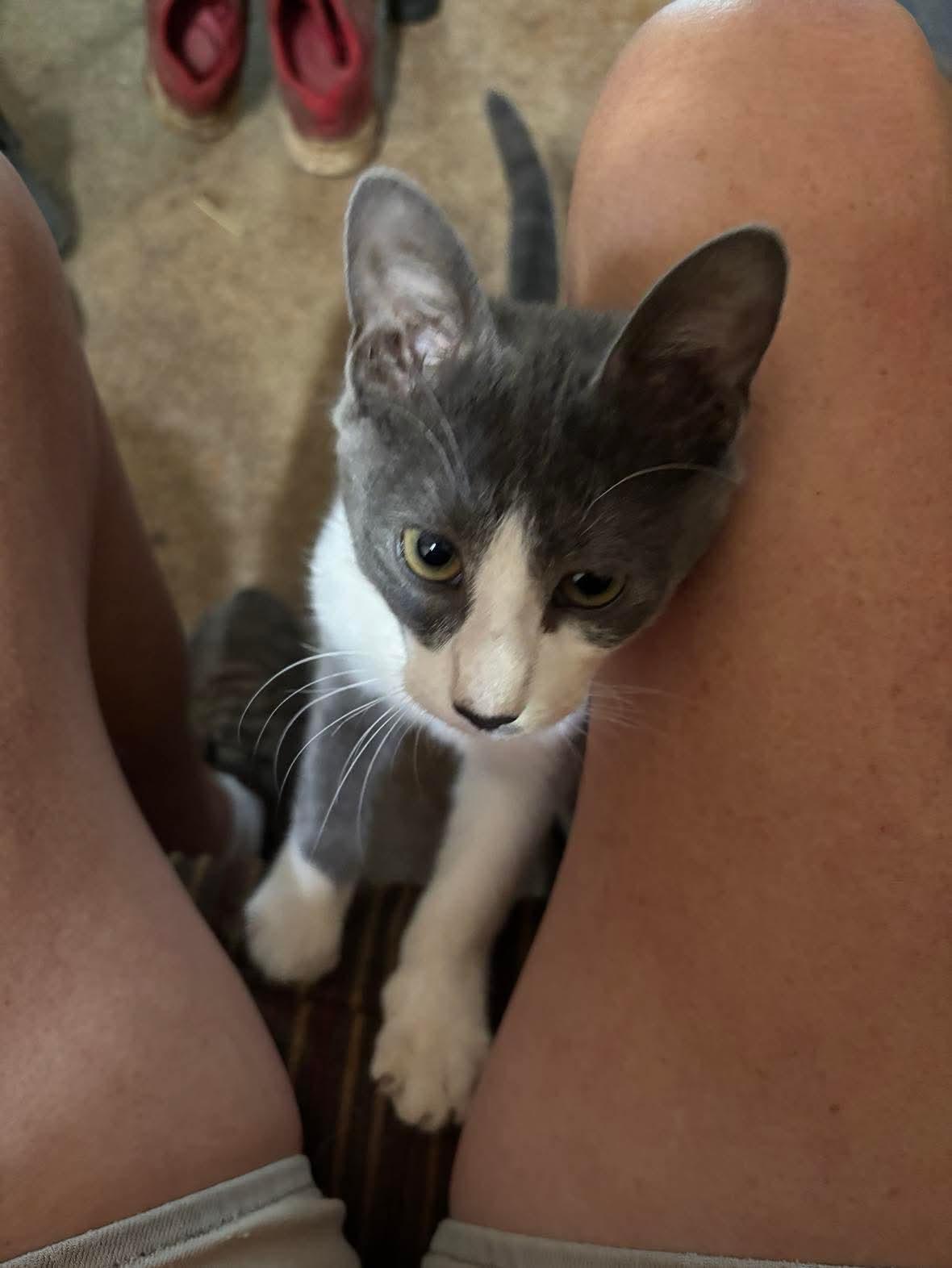 Oliver, a ADOPTABLE Domestic Short Hair in Blanco, TX image 3/6