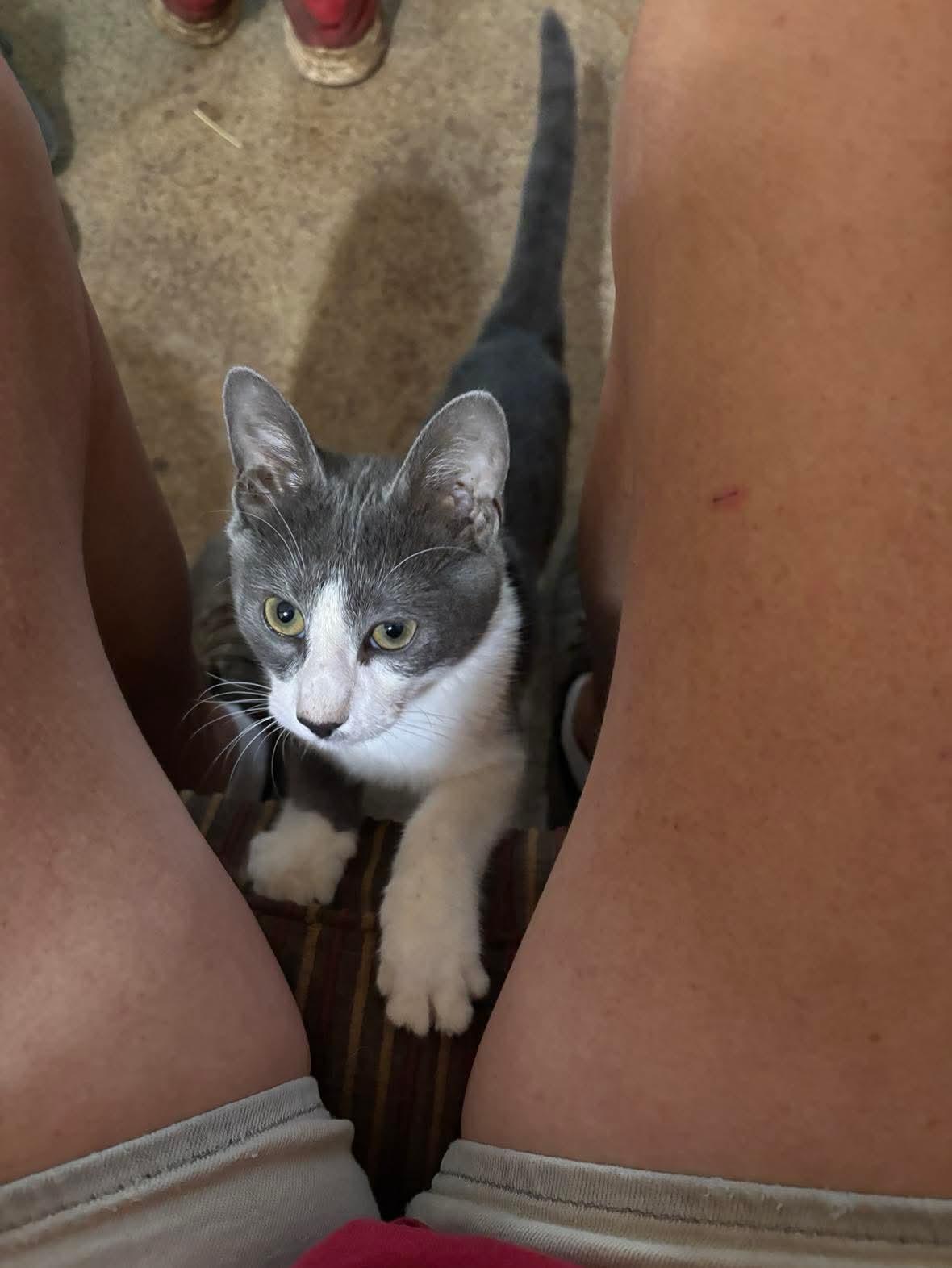 Oliver, a ADOPTABLE Domestic Short Hair in Blanco, TX image 6/6
