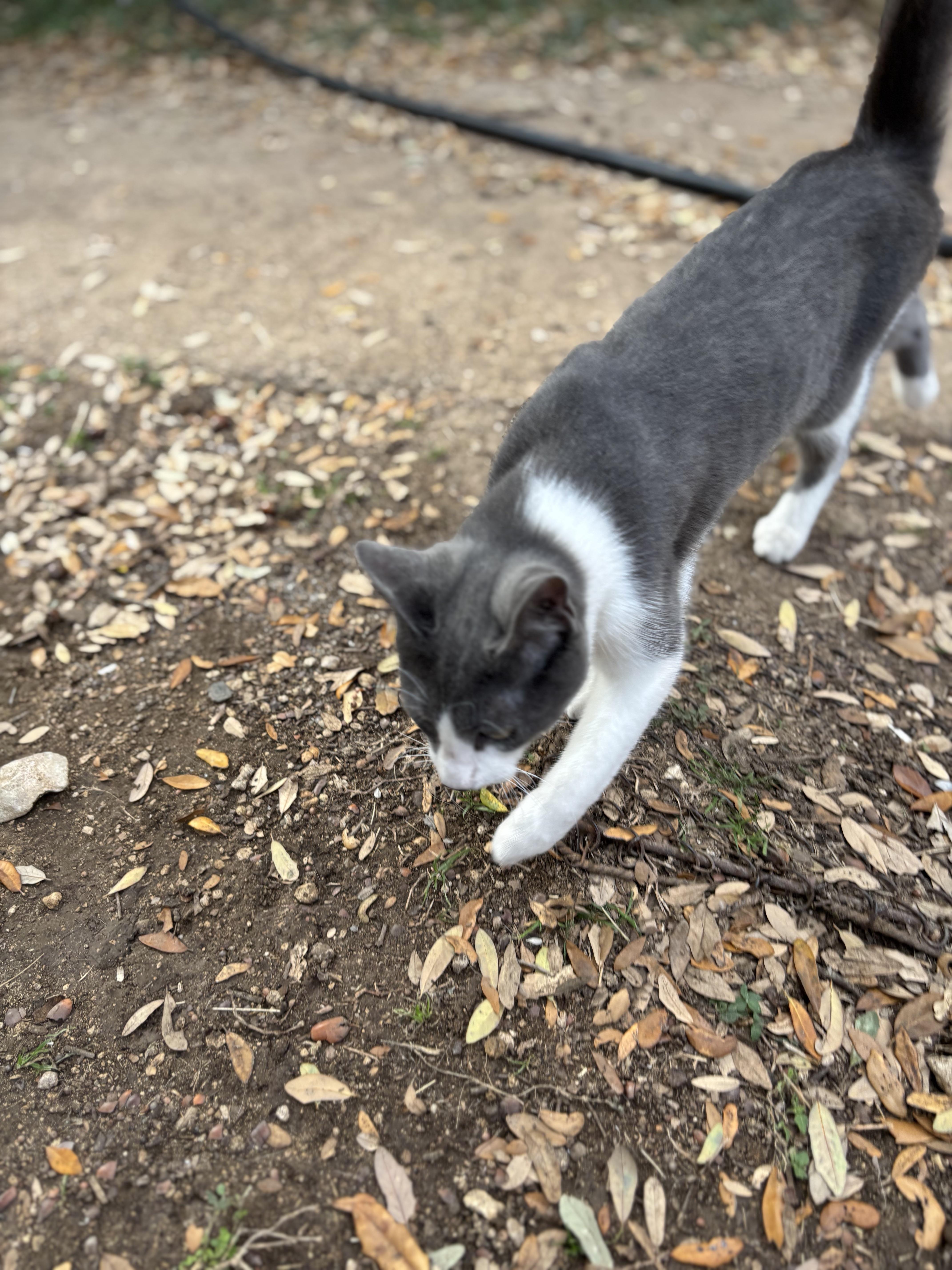 Oliver, a ADOPTABLE Domestic Short Hair in Blanco, TX image 2/6