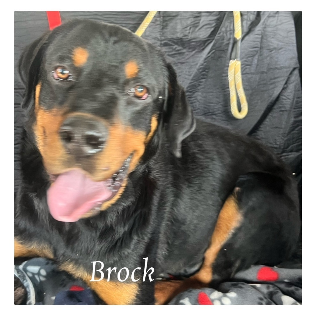 Brock, Adoptable, Adult Male Rottweiler.