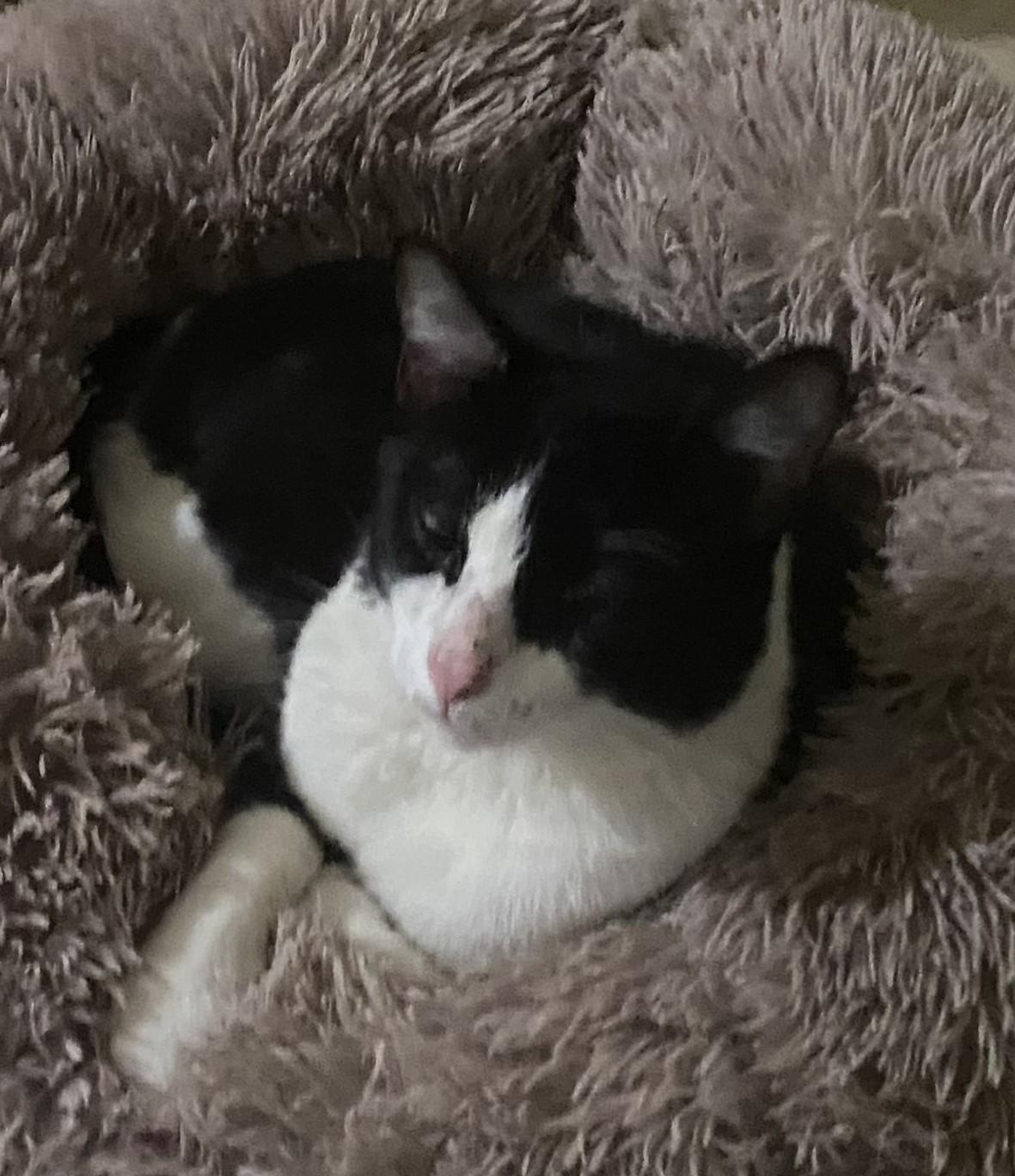DS Oreo, Adult Male Domestic Short Hair