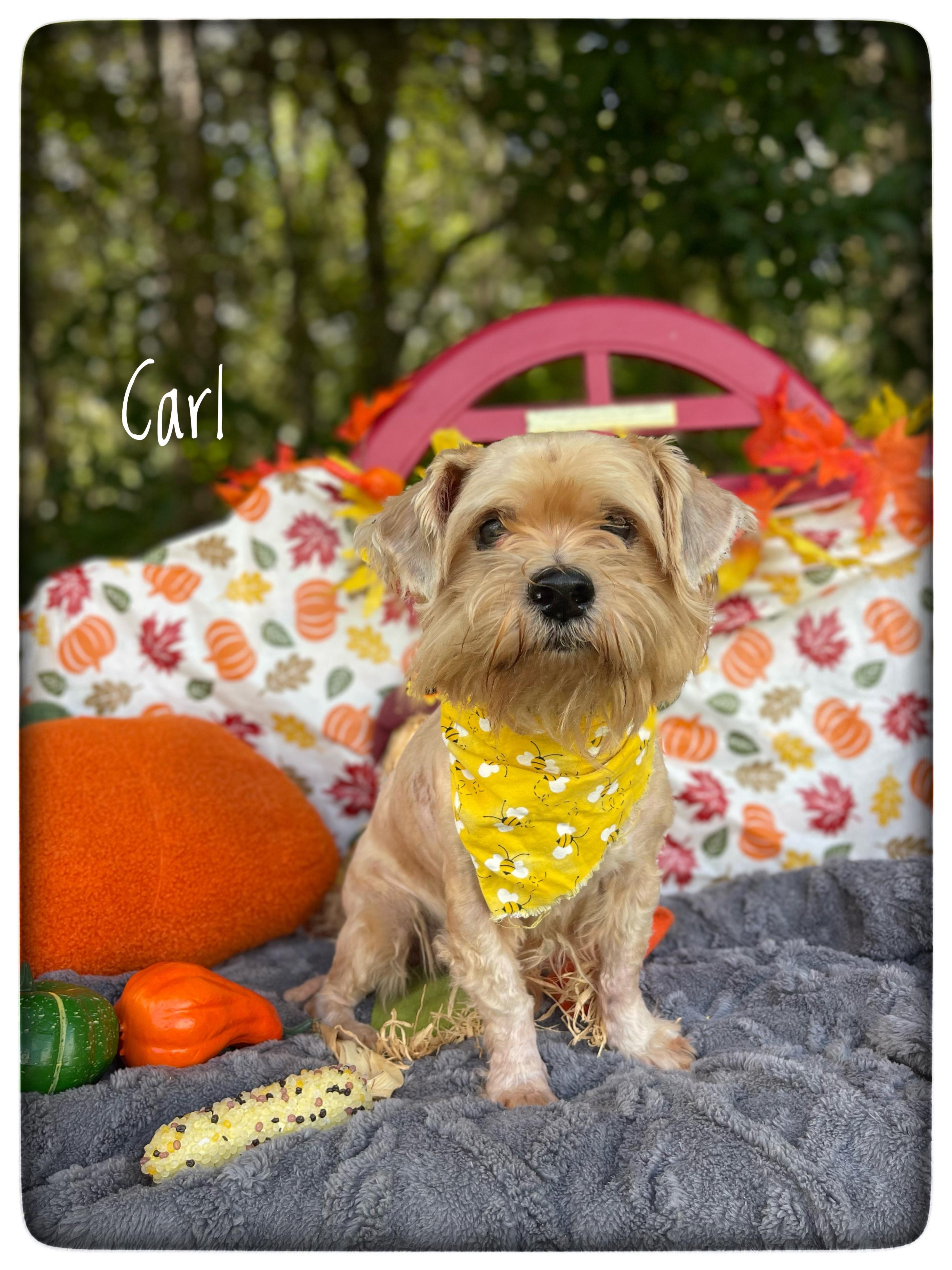 Carl, Adopted, Young Male Norfolk Terrier & Yorkshire Terrier.