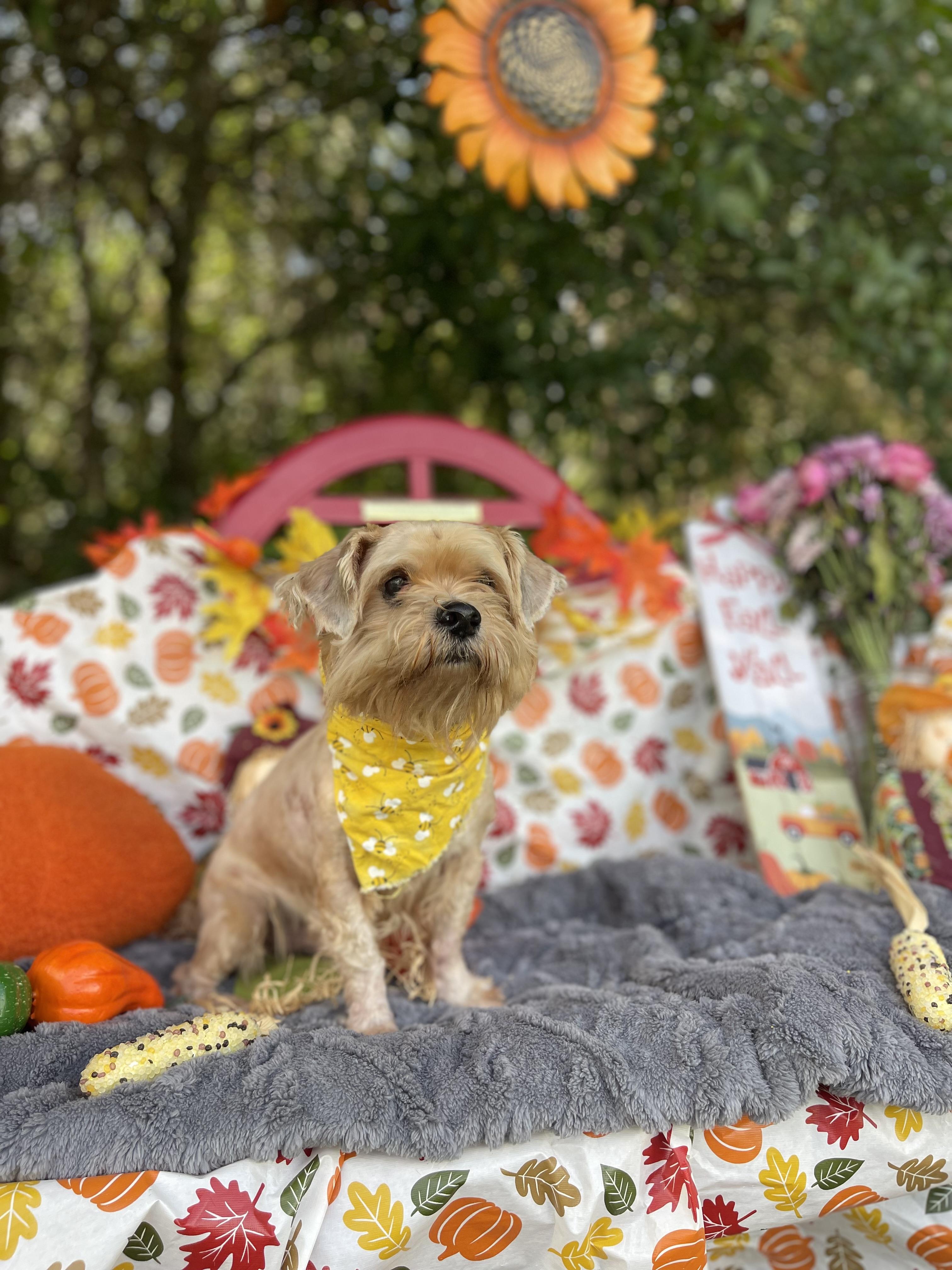 Enlarge Carl, a Adopted mixed breed in Sebring, FL image 4/4