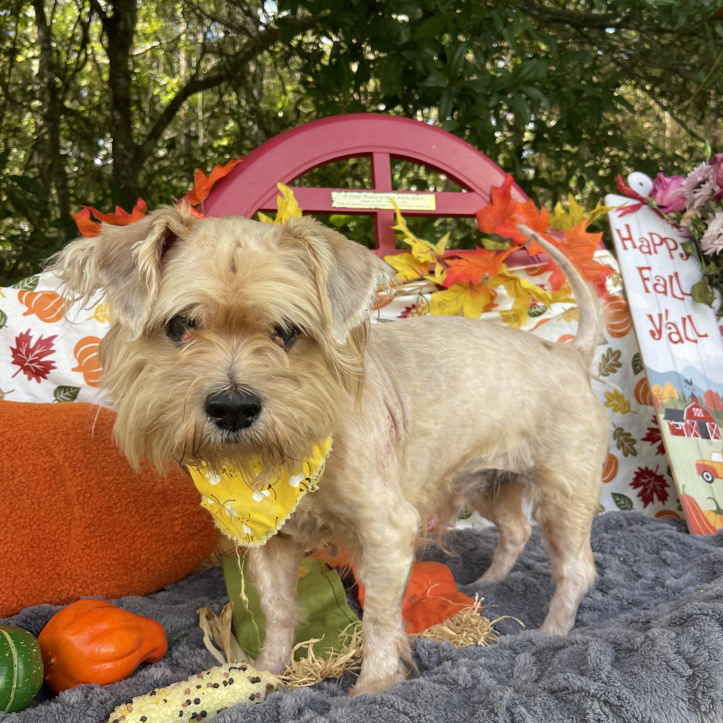 Enlarge Carl, a Adopted mixed breed in Sebring, FL image 3/4