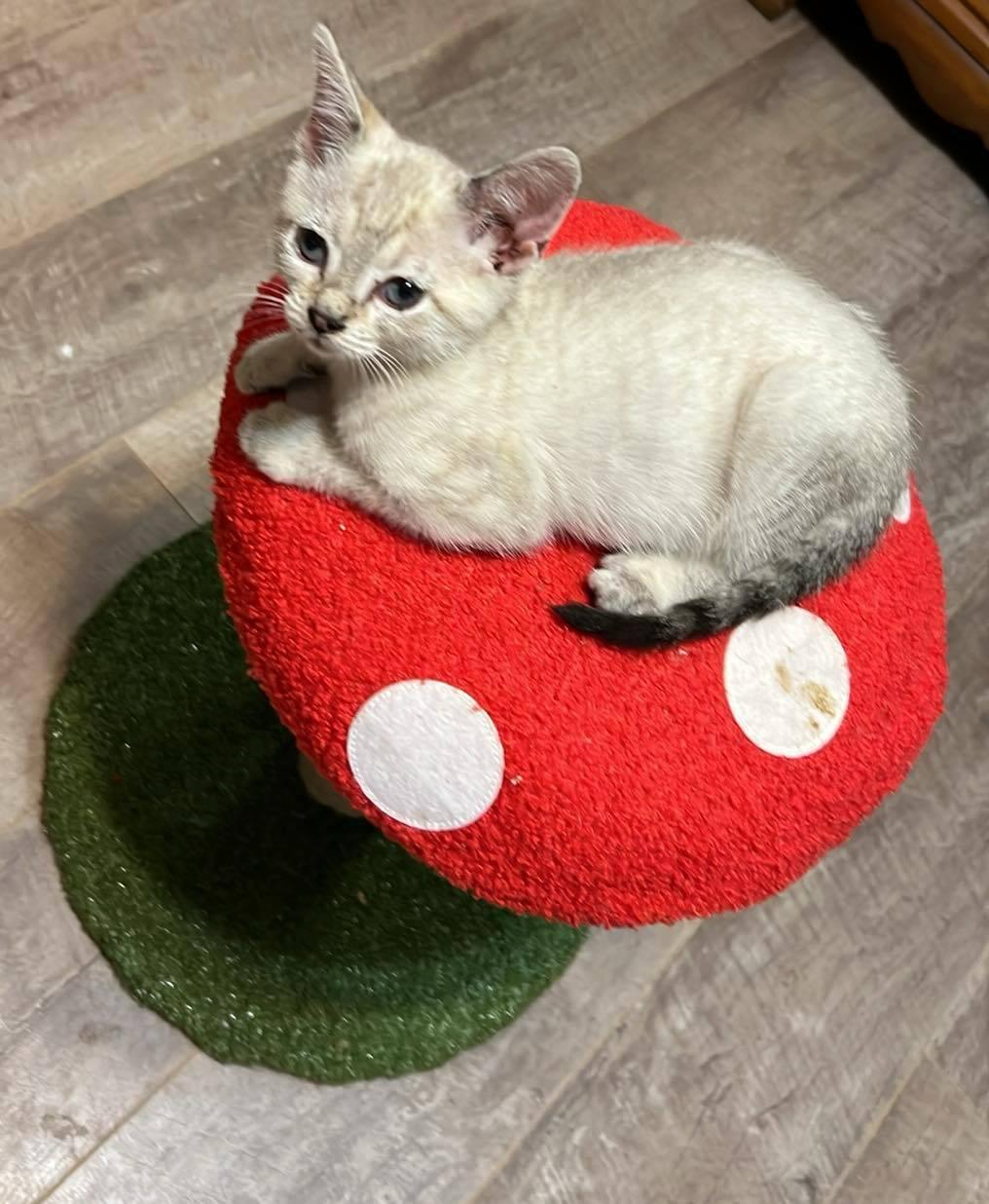 Yang and Yin - Stunning lynx point Siamese sisters