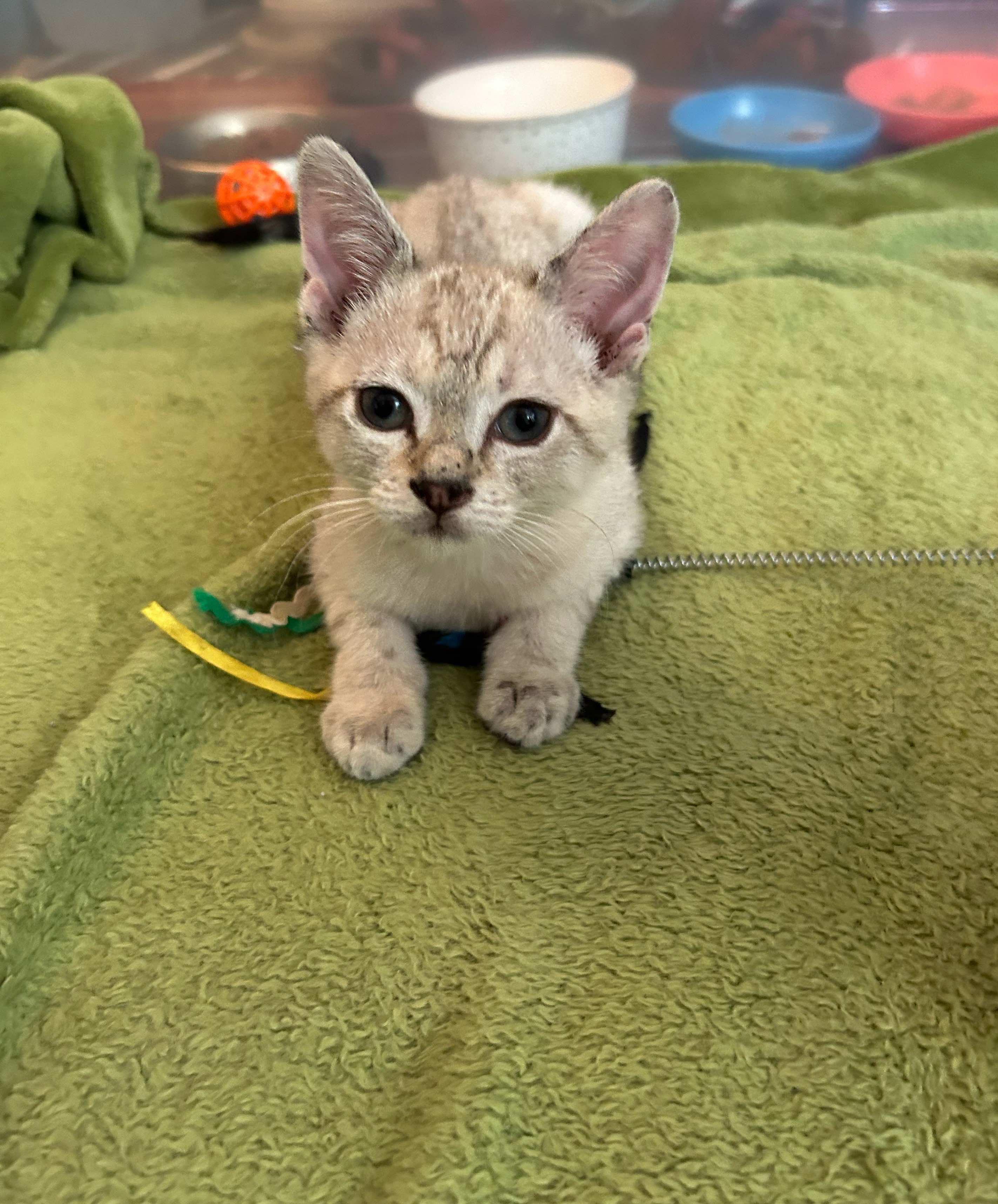 Yang and Yin - Stunning lynx point Siamese sisters