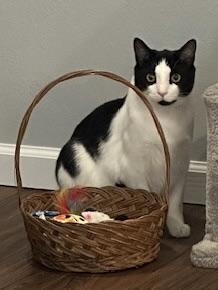 Bert, a ADOPTABLE mixed breed in Crossville, TN image 1/2