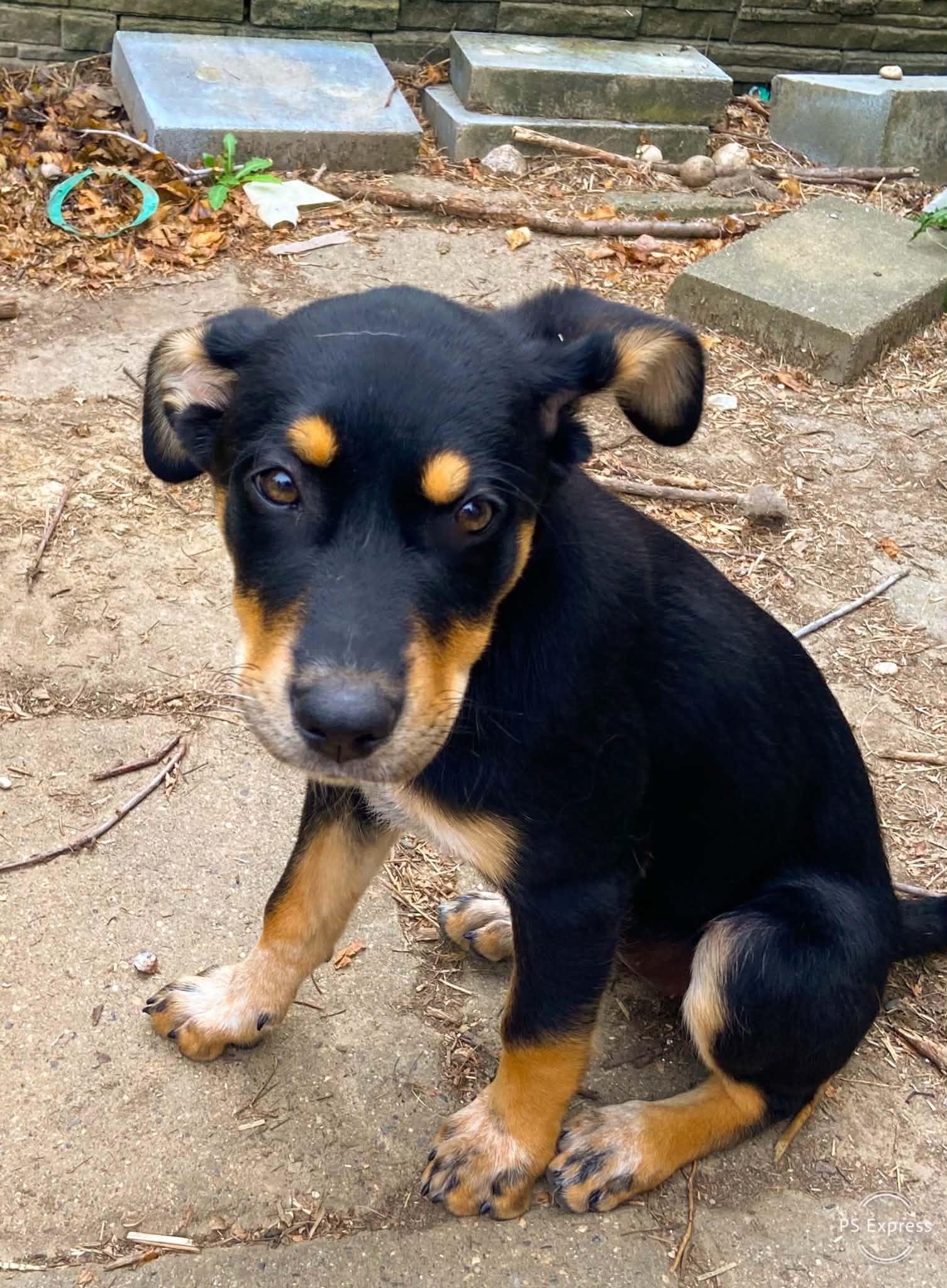 Pepper, an adopted Mixed Breed in Cedar Rapids, IA image 4/6