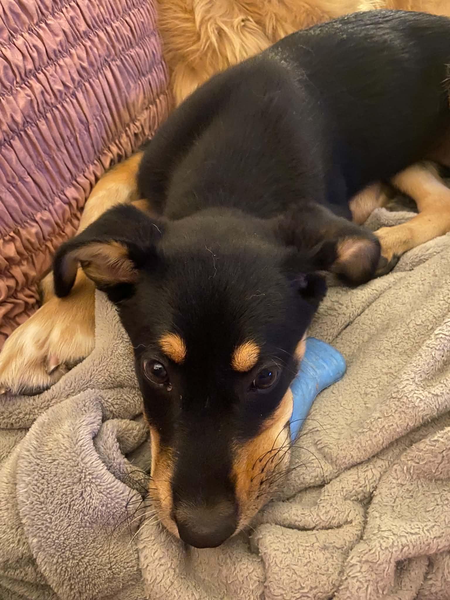 Pepper, an adopted Mixed Breed in Cedar Rapids, IA image 2/6