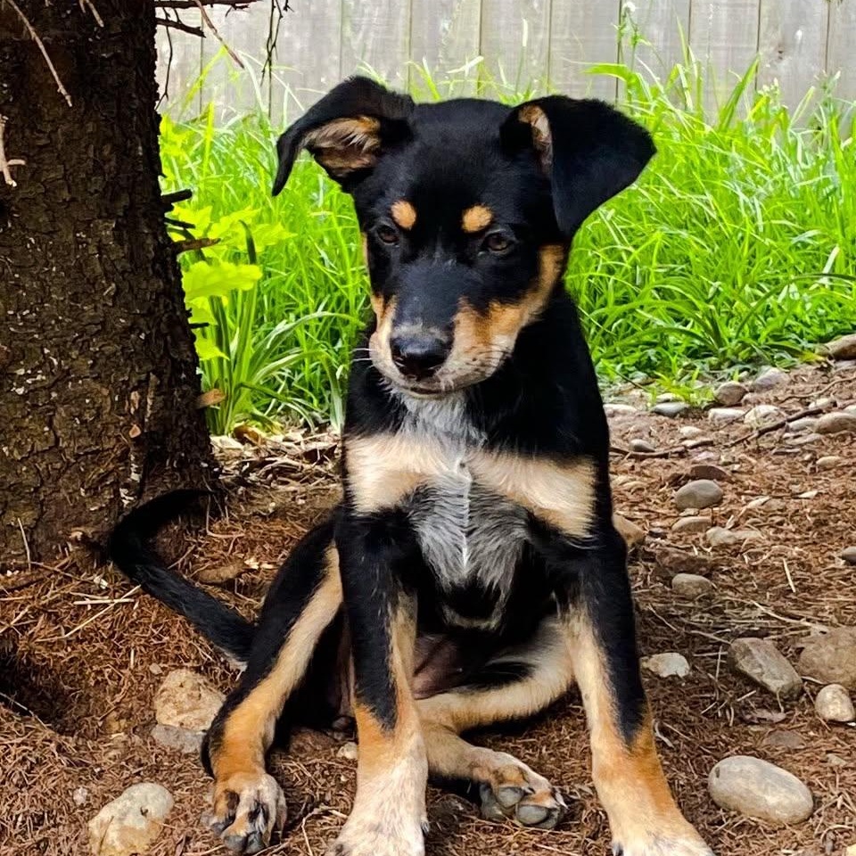 Pepper, adopted, Puppy Female Mixed Breed.