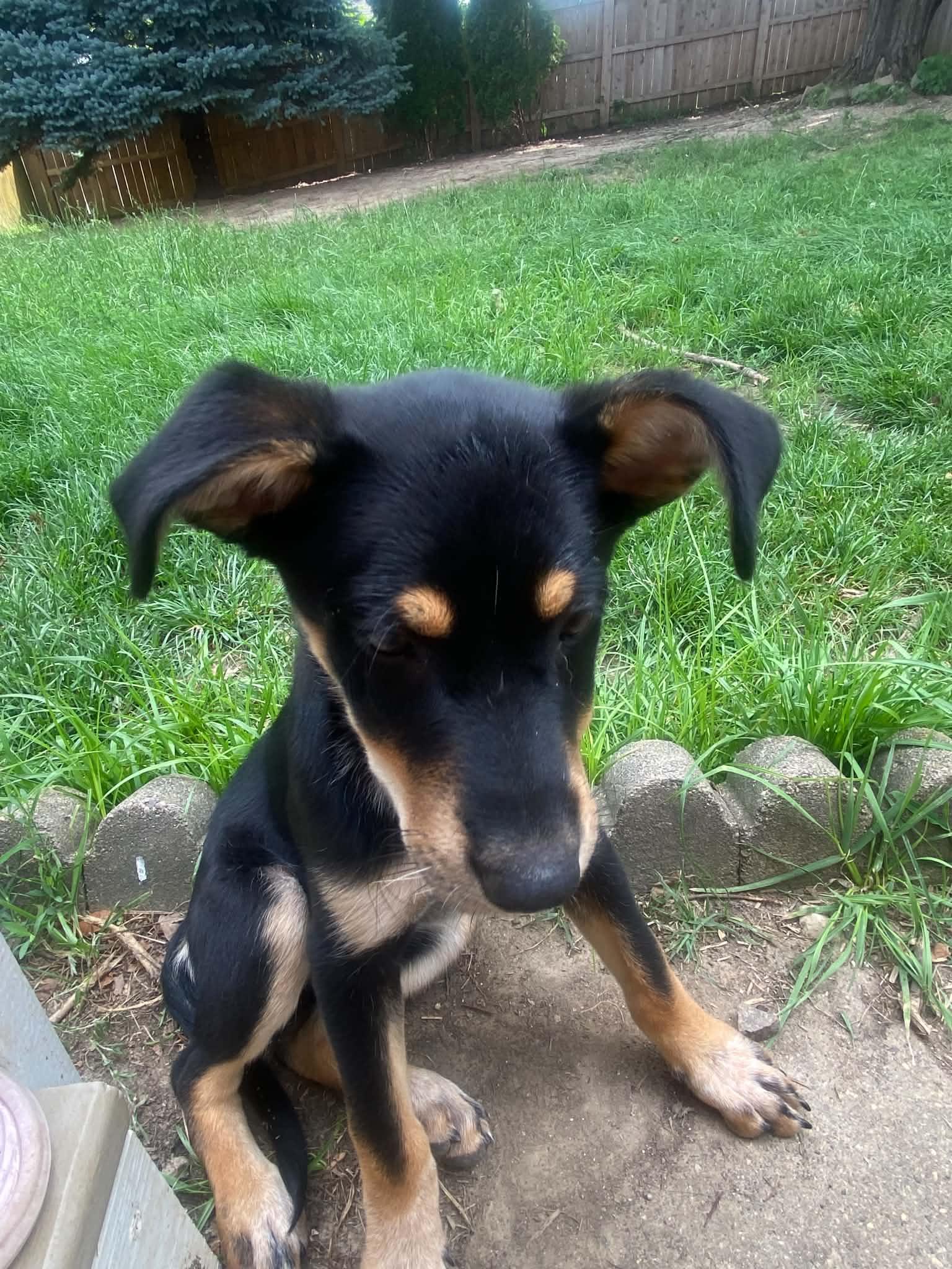Pepper, an adopted Mixed Breed in Cedar Rapids, IA image 3/6