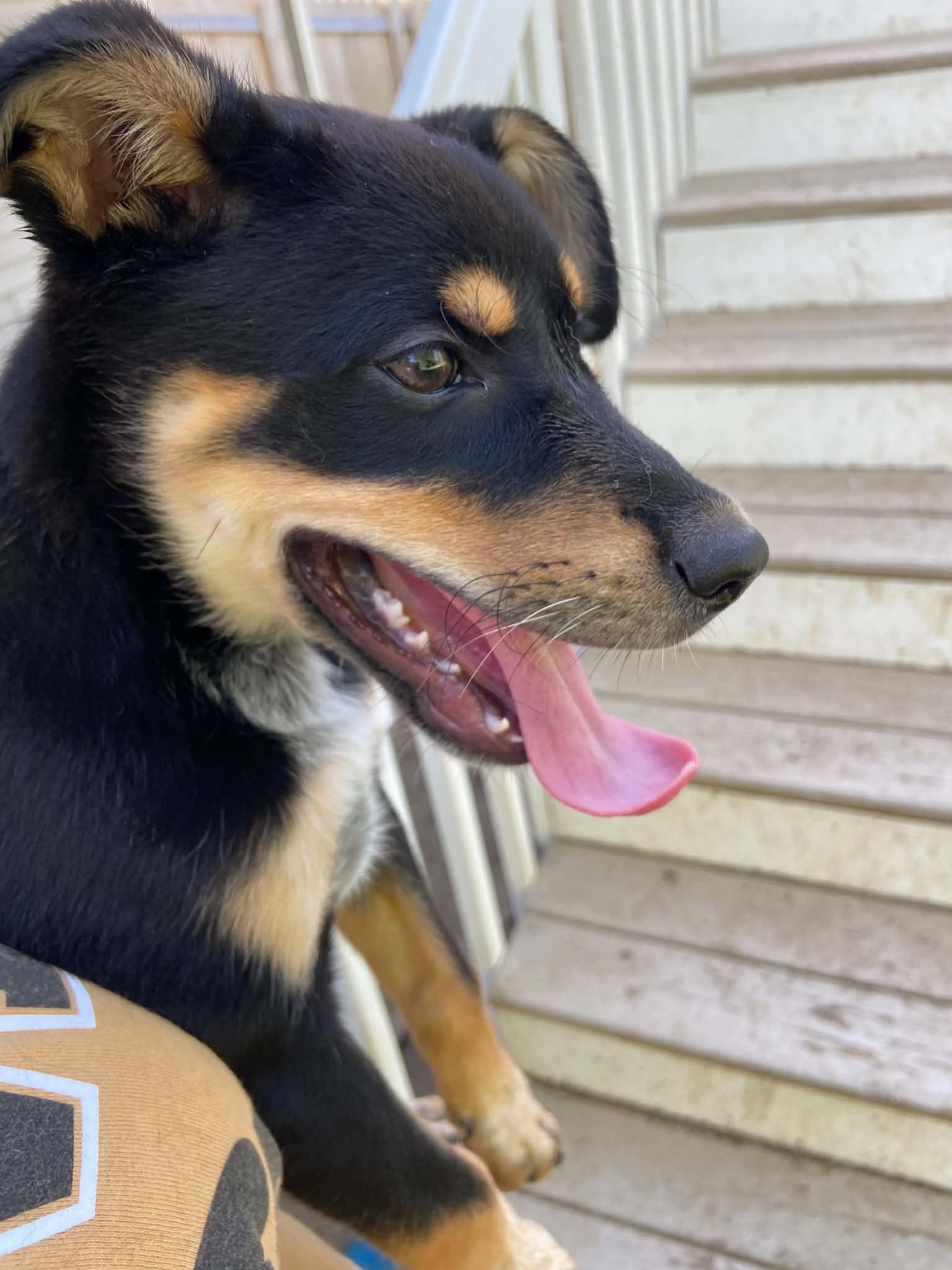 Pepper, an adopted Mixed Breed in Cedar Rapids, IA image 6/6