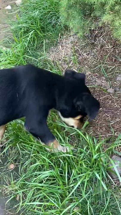 Enlarge Pepper, an adopted Mixed Breed in Cedar Rapids, IA video 5/6