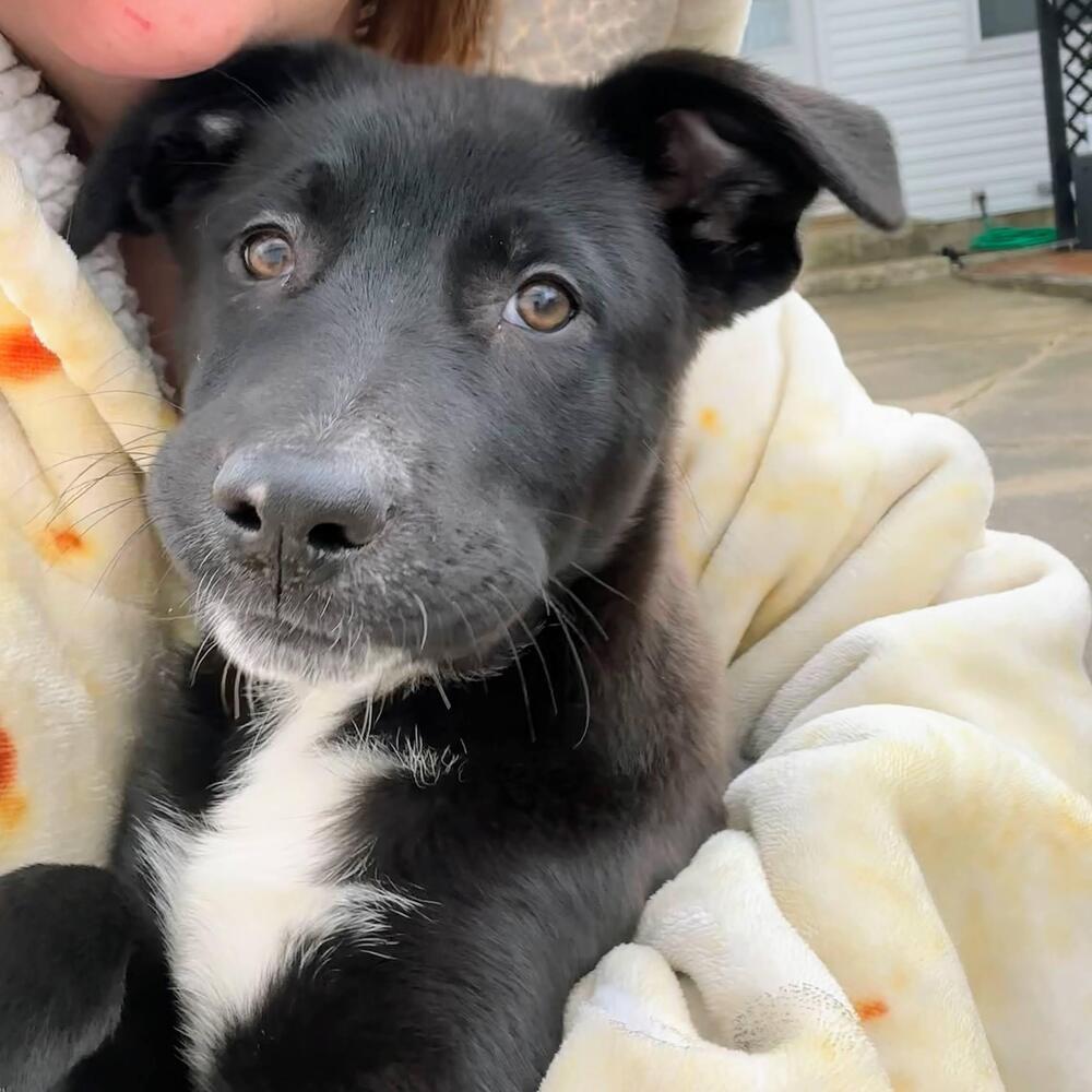 Marion Barkenwood, Adoptable, Puppy Male German Shepherd Dog.