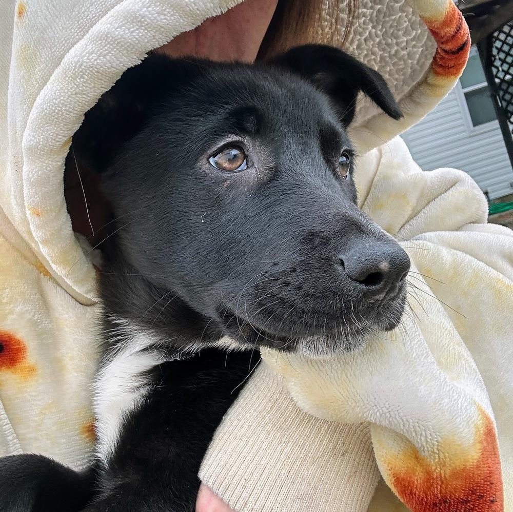 Enlarge Marion Barkenwood, a Adoptable mixed breed in Reynoldsburg, OH image 3/6