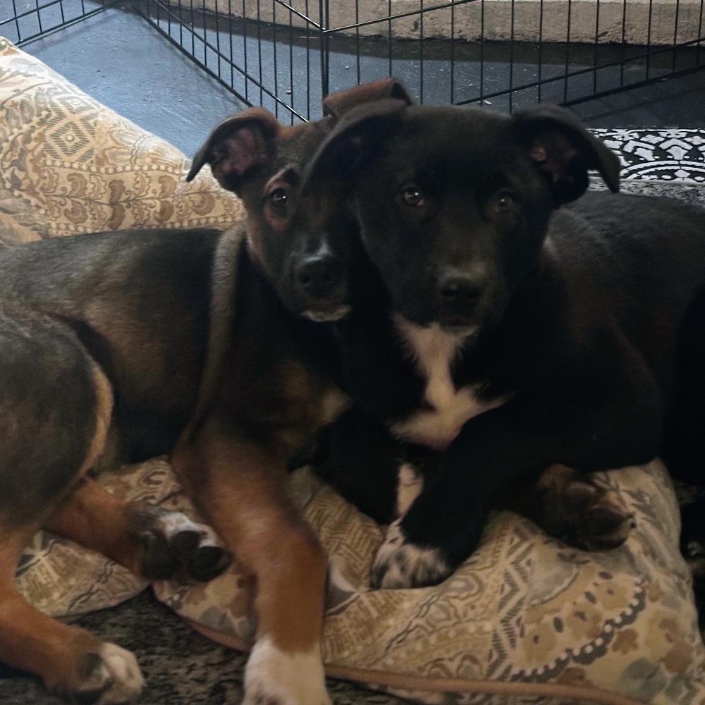 Enlarge Marion Barkenwood, a Adoptable mixed breed in Reynoldsburg, OH image 4/6