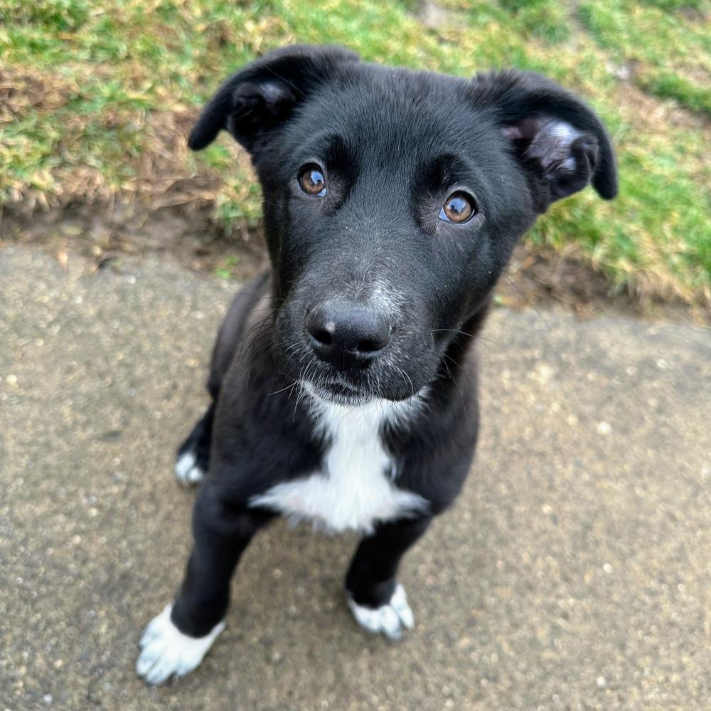 Enlarge Marion Barkenwood, a Adoptable mixed breed in Reynoldsburg, OH image 5/6