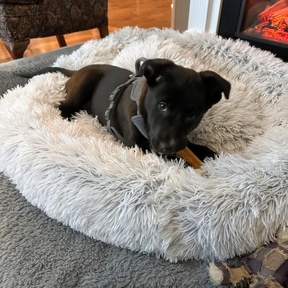 Enlarge Marion Barkenwood, a Adoptable mixed breed in Reynoldsburg, OH image 6/6