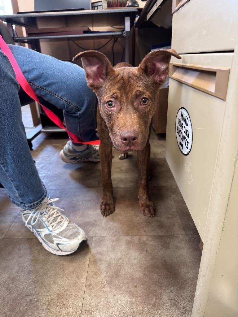 Angie, Adoptable, Puppy Female Mixed Breed & Mountain Cur.