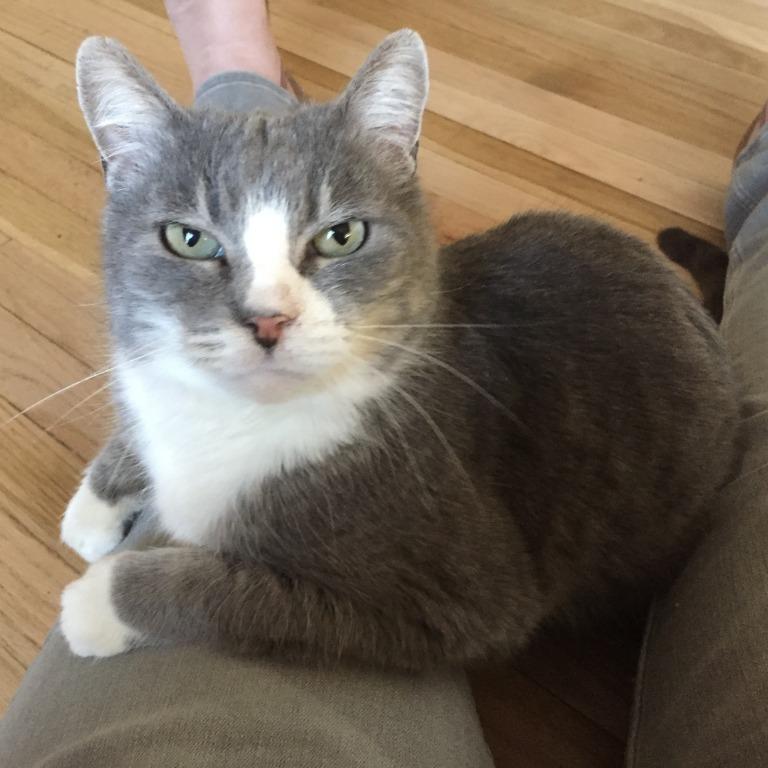Pickle Webb, Adoptable, Senior Male Domestic Short Hair.