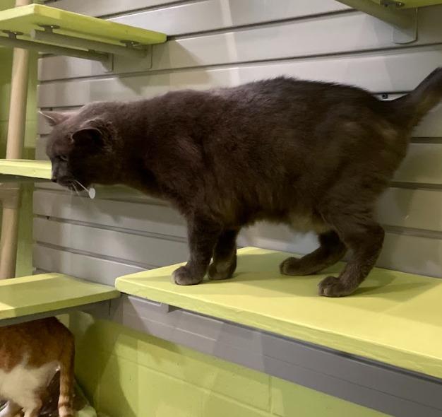 Boris — thumbnail 3