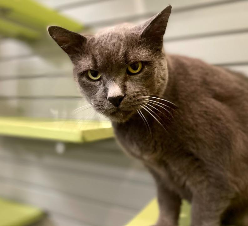 Boris — thumbnail 4