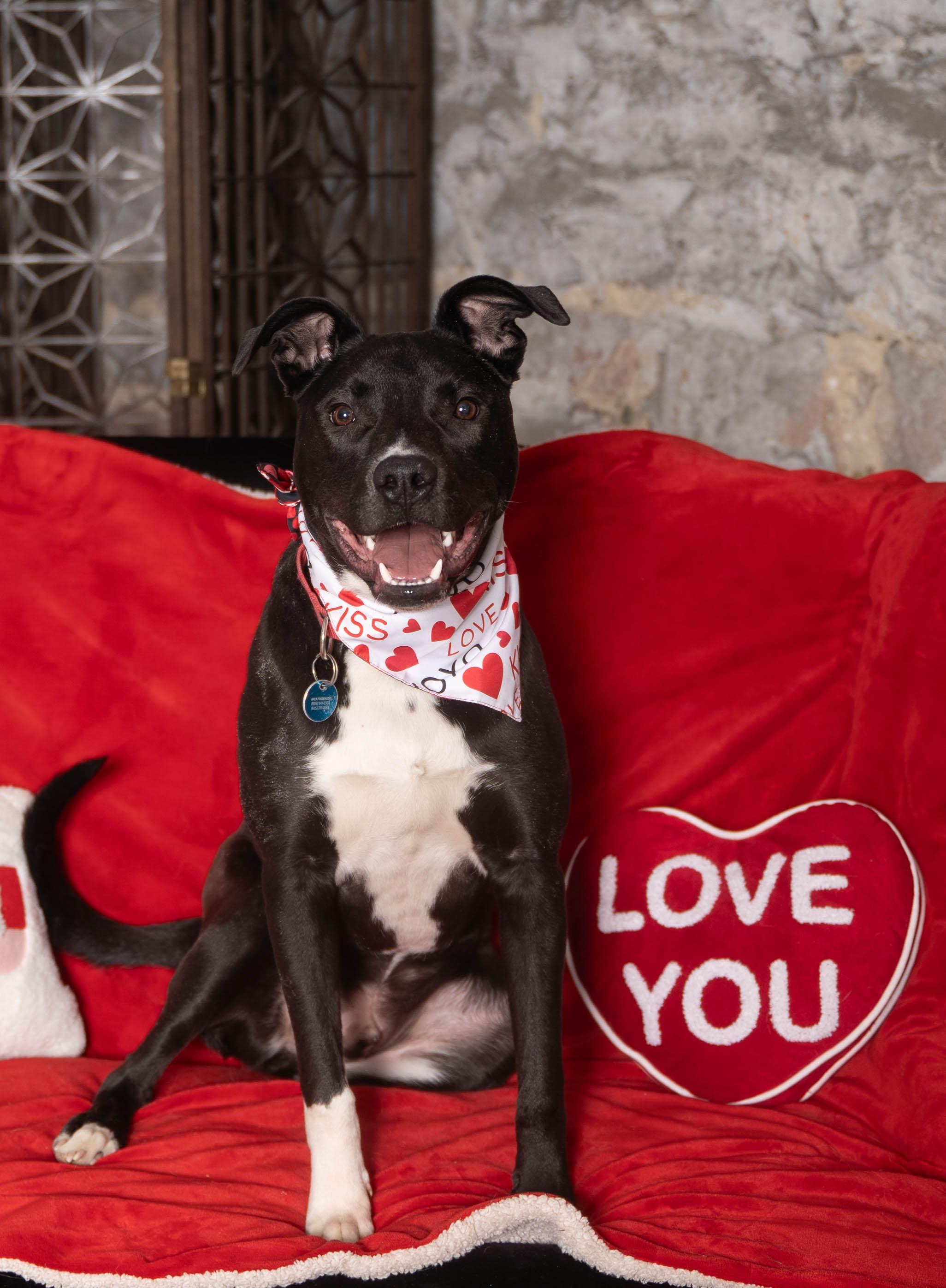 Enlarge Duke, a Adoptable Mixed Breed in Sioux Falls, SD image 6/6