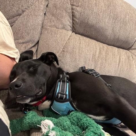 Duke, a Adoptable Mixed Breed in Sioux Falls, SD image 3/6