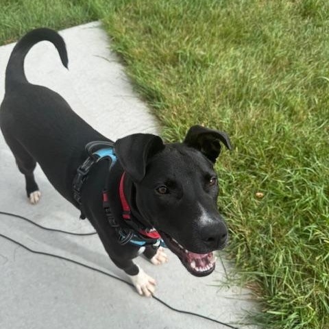 Duke, Adoptable, Puppy Male Mixed Breed.