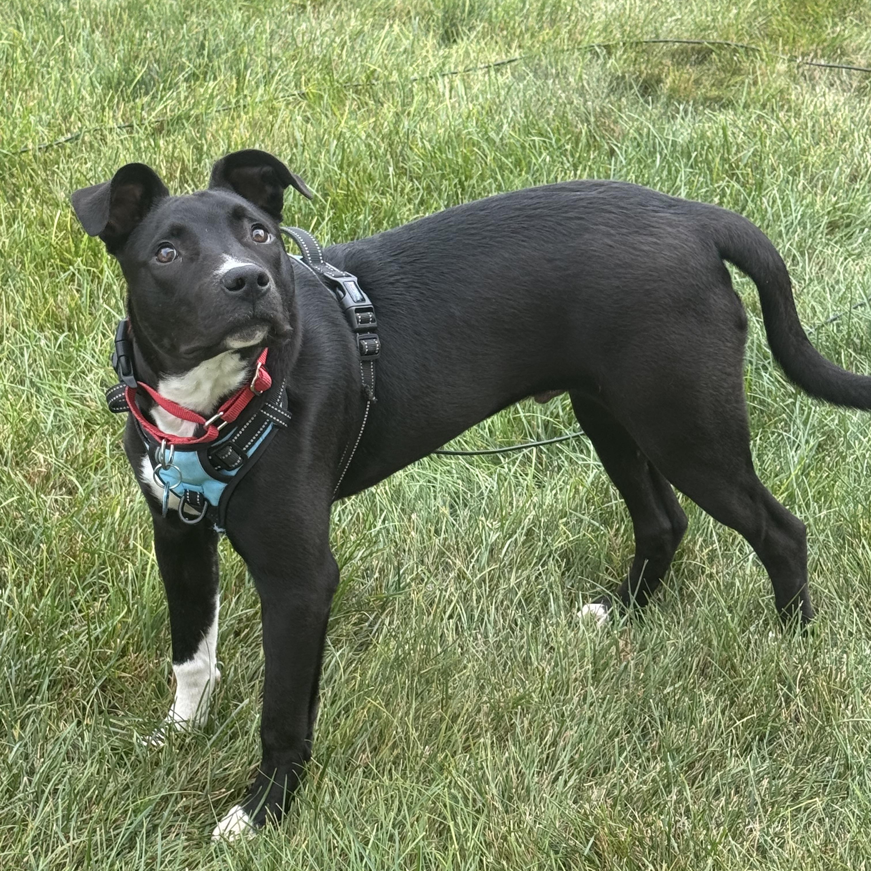 Enlarge Duke, a Adoptable Mixed Breed in Sioux Falls, SD image 5/6