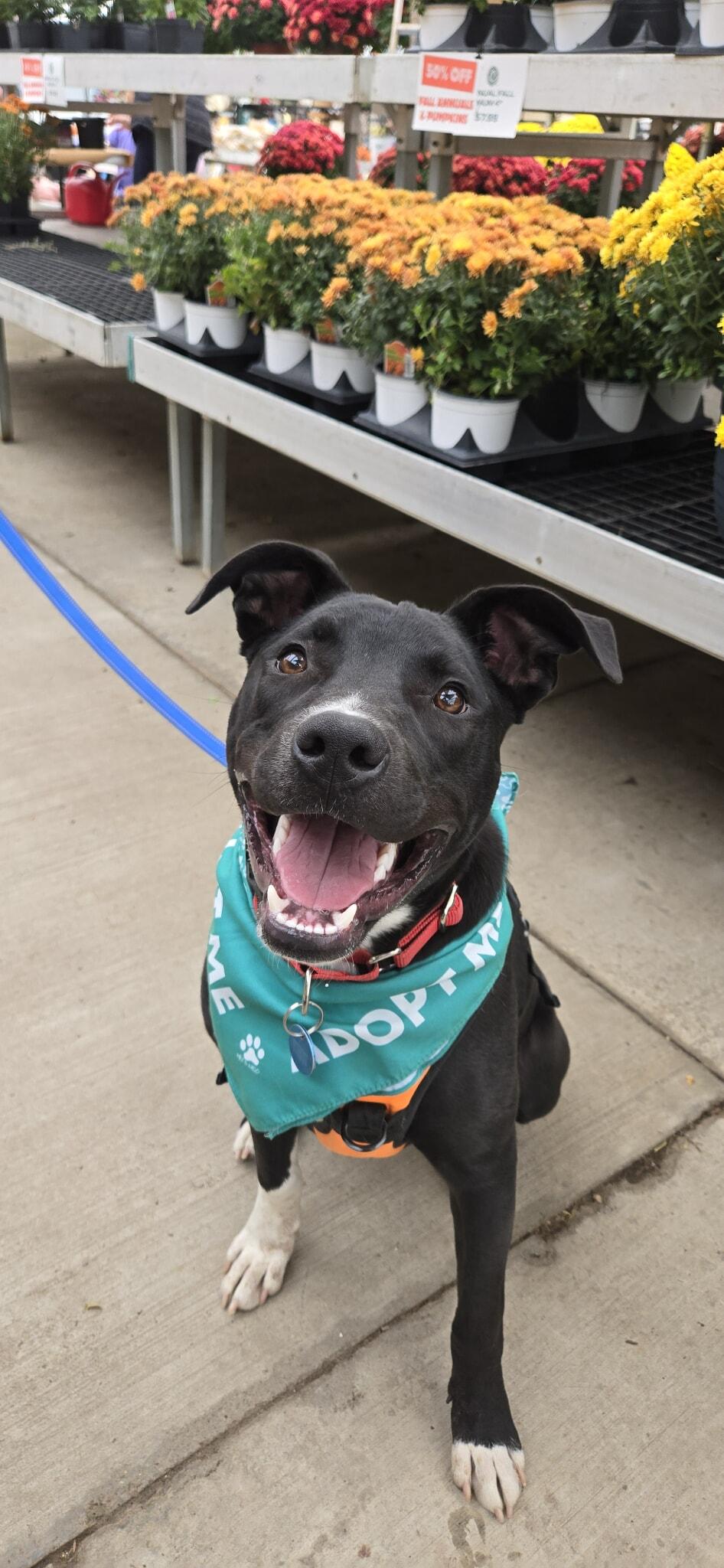 Duke, Adoptable, Puppy Male Mixed Breed.