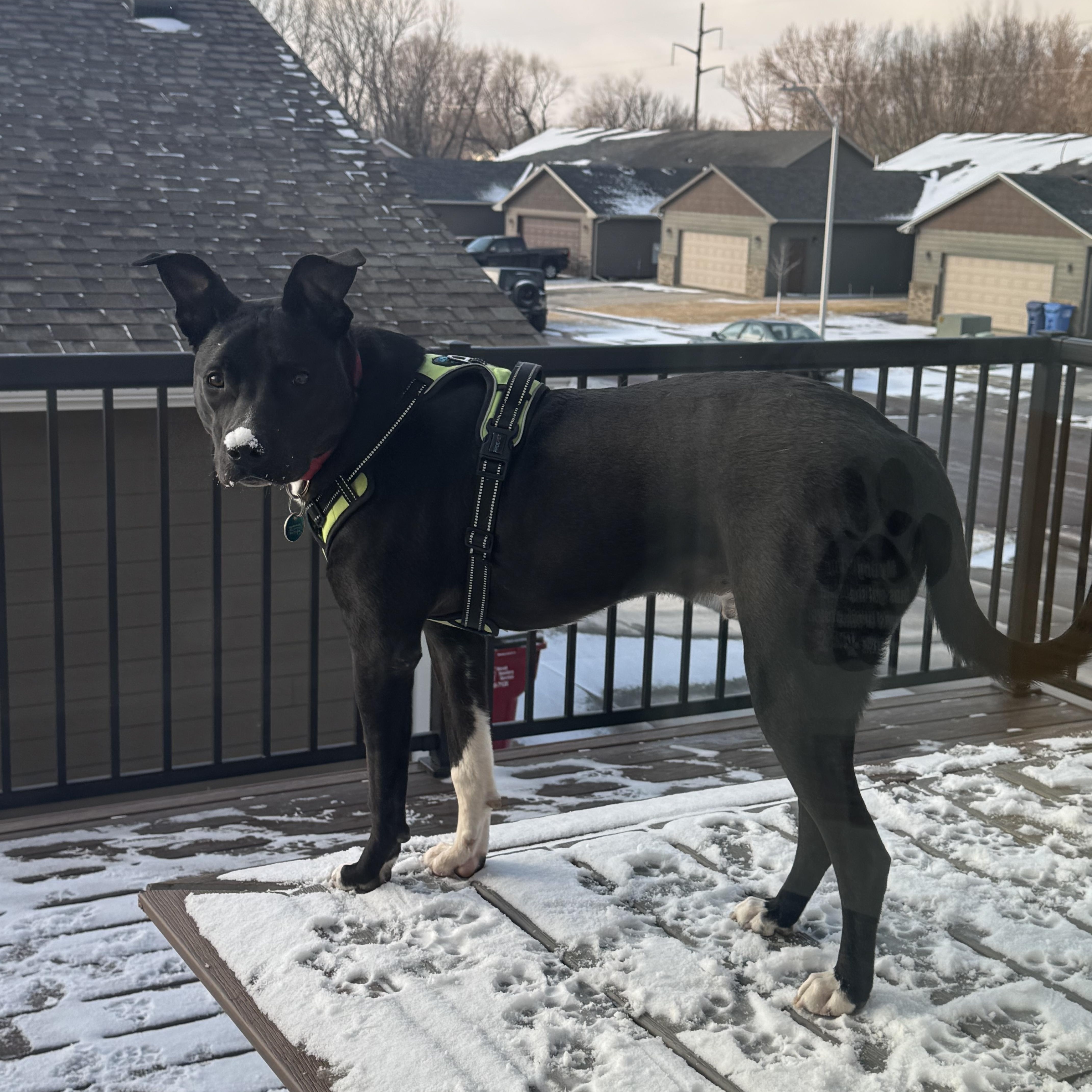 Enlarge Duke, a Adoptable Mixed Breed in Sioux Falls, SD image 4/6