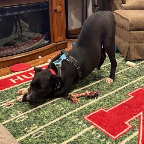 Duke, a Adoptable Mixed Breed in Sioux Falls, SD image 4/6