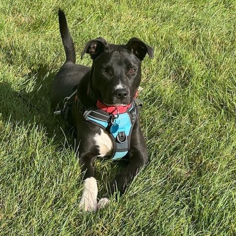 Duke, a Adoptable Mixed Breed in Sioux Falls, SD image 5/6