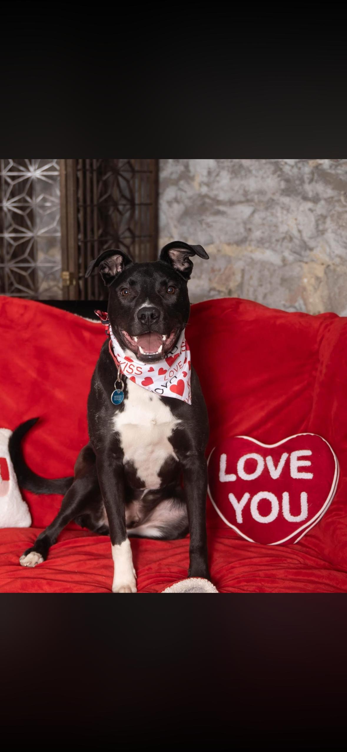 Enlarge Duke, a Adoptable Mixed Breed in Sioux Falls, SD image 6/6