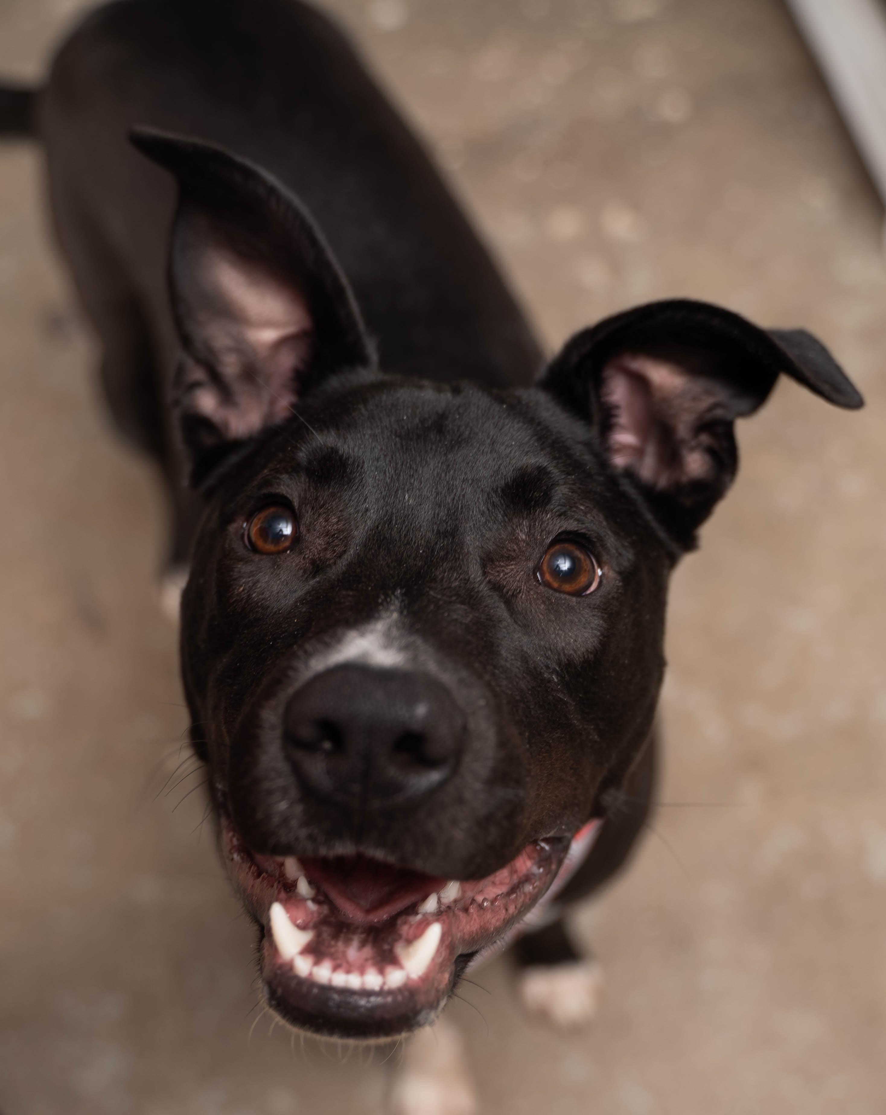 Enlarge Duke, a Adoptable Mixed Breed in Sioux Falls, SD image 3/6