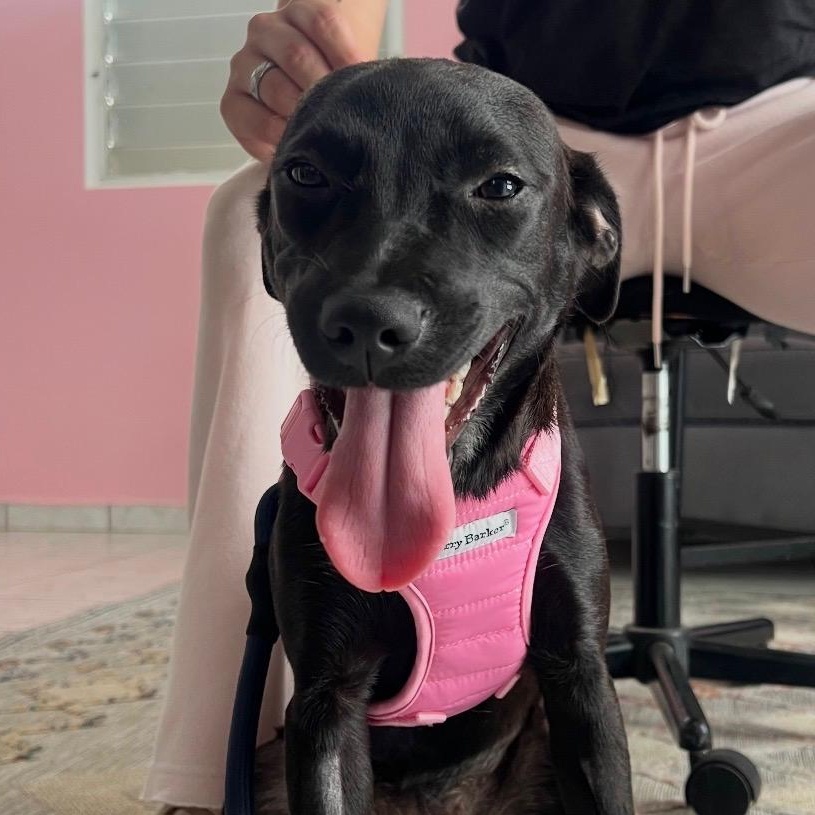 Luna - The Street Dog Turned Soul Dog, Adoptable, Young Female Black Labrador Retriever & Jack Russell Terrier.